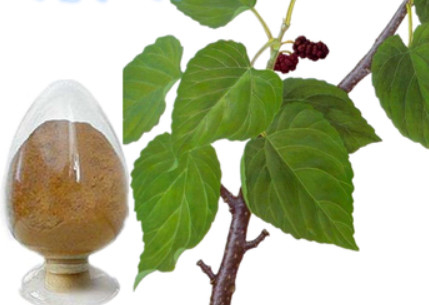Morus Alba L. Extract Powder Mulberry Leaf Extract Powder Deoxynojirimycin