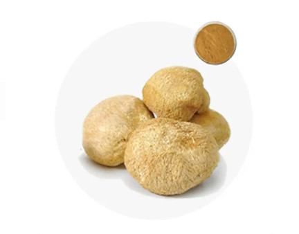 Hericium Mushroom Pure Plant Extracts 40% Polysaccharide / Beta Glucan