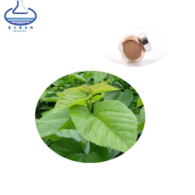 Natural Mulberry Leaf Extract Powder Folium Mori Extract