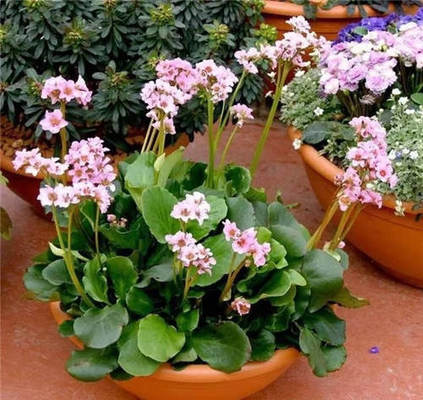 Bergenia Purpurascens Pig Squeak Extract Powder Bergenin