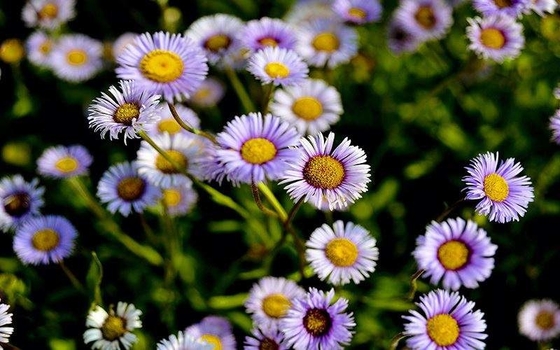 Pure Natural Breviscapine Powder Erigeron Breviscapus Extract