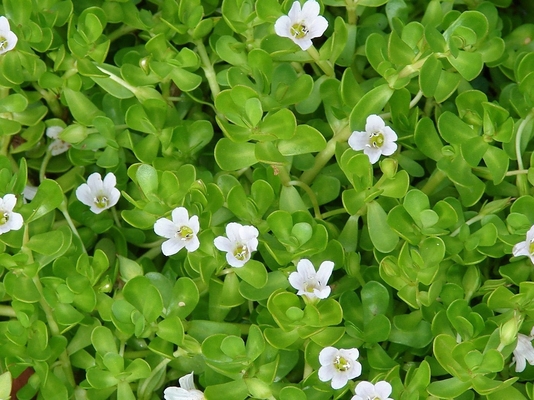 Nature Bacosides 50% Bacopa Monnieri Extract Food Grade