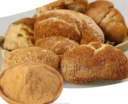Hericium Mushroom Pure Plant Extracts 40% Polysaccharide / Beta Glucan