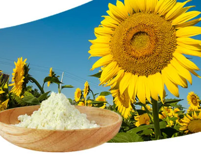 Phosphatidylcholine Soybean sunflower  lecithin powder70% Extracts