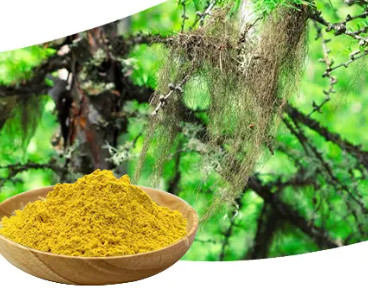 CAS 125-46-2 Pure Plant Extracts Usniacin 98% Solvent Usnea Extract
